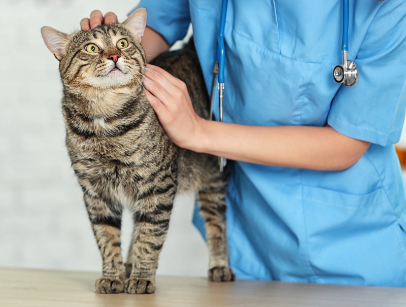 Veterinary Jobs in Upland