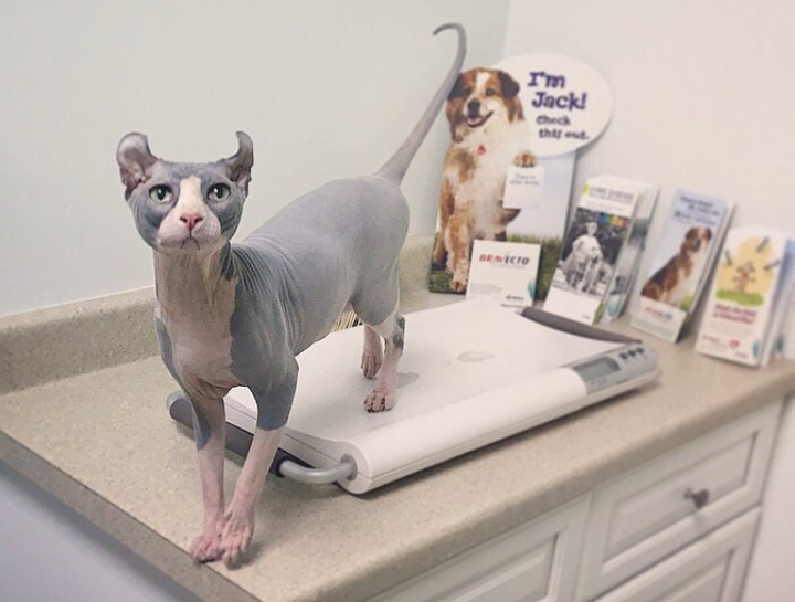 Preventive Care for Cats