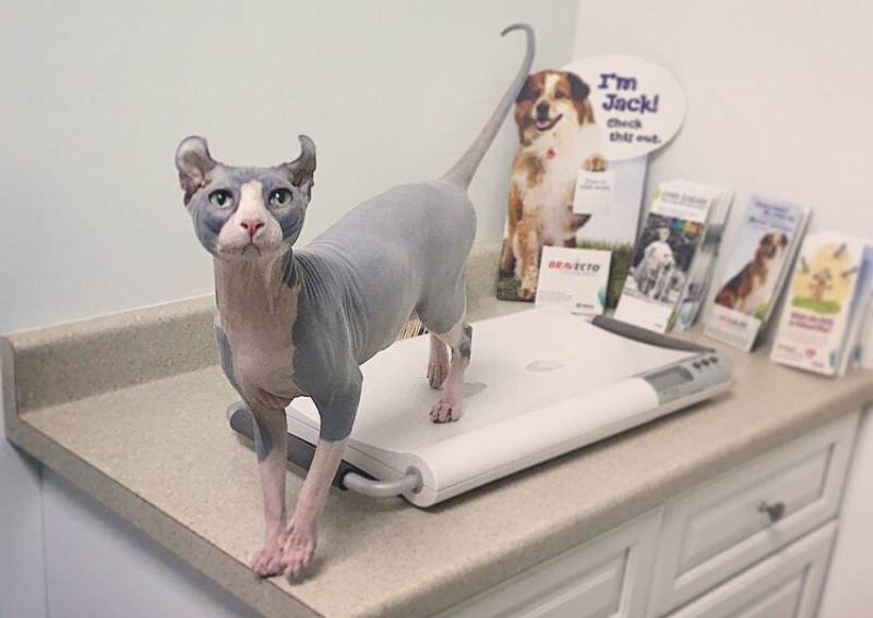 Carousel Slide 2: Cat checkups in Upland, California