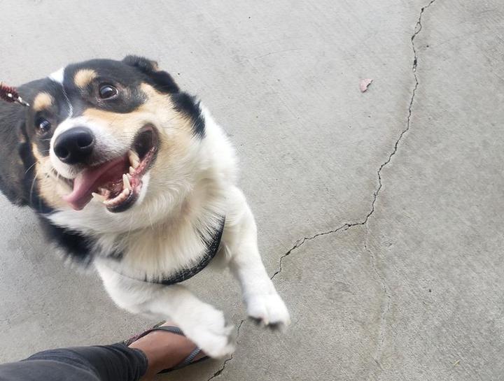 Digital Dental Radiology