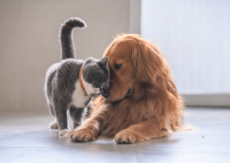 Cat and dog care in Upland, CA