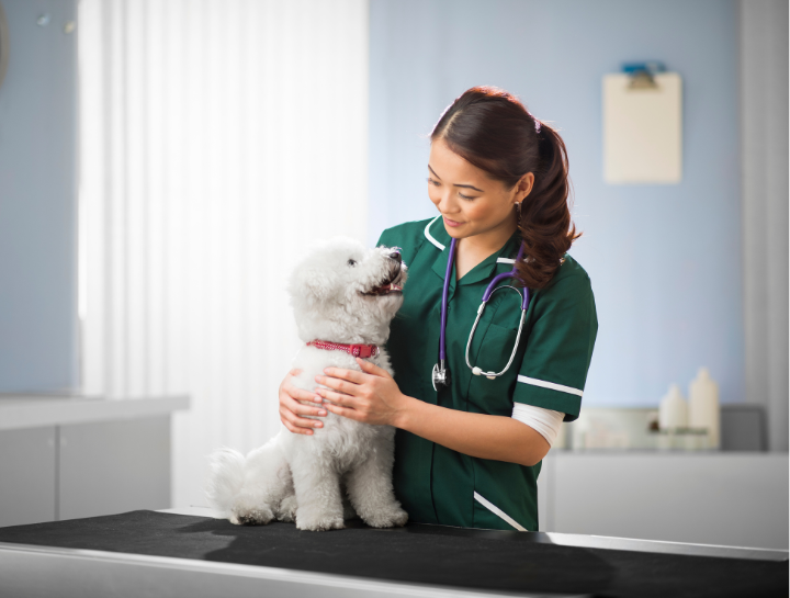 Preventive Care for Dogs